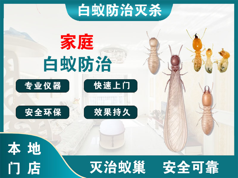 长宁家庭白蚁防治